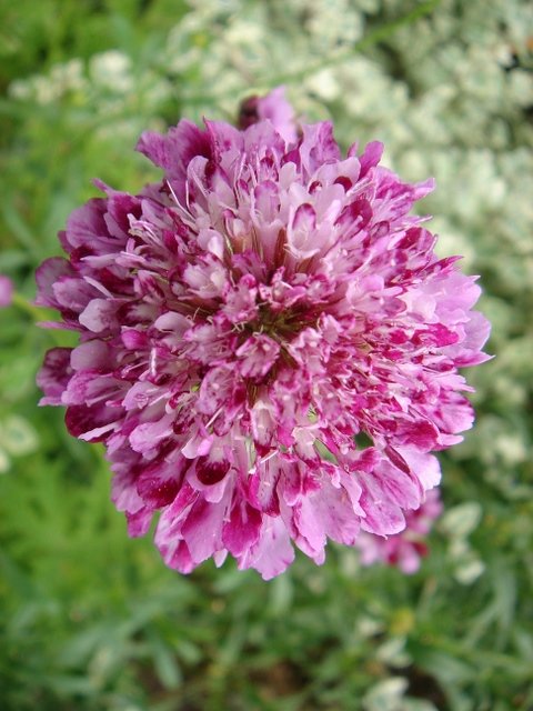 Scabiosa atropurpurea 'Qis' bleu fonce